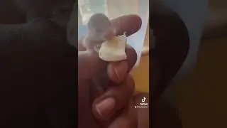 Eggy eats an egg