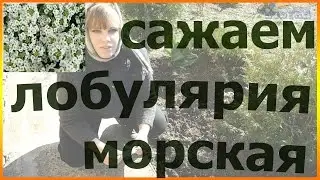 Как посадить лобулярию Сеем лобулярию Как сажать лобулярию уход посадка выращивание