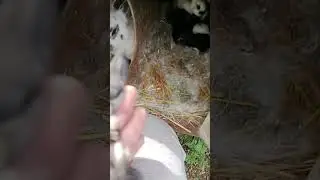 Кролики. Это не только ценный мех, но разные окрасы)