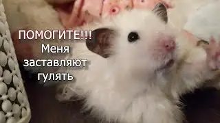 Достала ХОМЯКА с выгулом