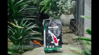 Cám Aquamaster-Cám Koi có thật sự tốt như bạn mong đợi? 0348646646