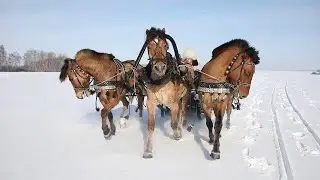Russian Troika. Nature Park Oleniy.