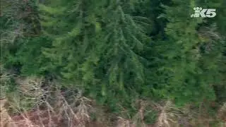 SkyKING: Over forest where cabin was found that contained child porn