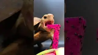 Satisfying ASMR Eating Dragon Fruit Mukbang 🐢 Turtle Tortoise