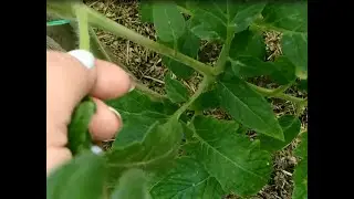 Как правильно пасынковать томаты