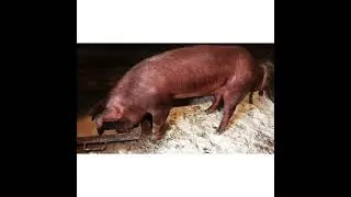 Хозяйство уменьшилось!