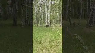 Канадский волк - гибрид. Волк в движении. 11 июня 2023