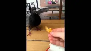 Голубь ест с руки. Часть 2
