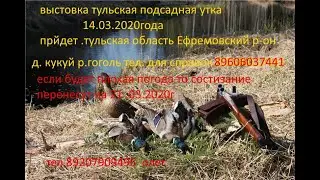 выставка подсадные утки 4 января 2020 г  Ефремоф  2 часть