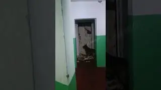 Он просто играется