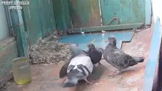 Pigeons feed their chicks