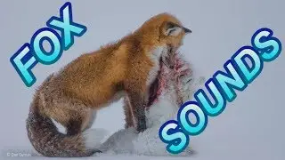 FOX CALLS SOUNDS ANIMAL SOUND