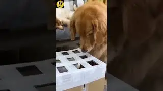 Funny Cats and Dogs: Try Not to Laugh 😂