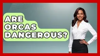 Are Orcas Dangerous? - The Wild Life Explorer