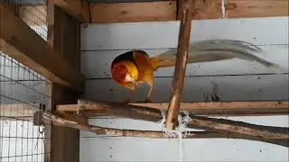 Лимонный фазан каким был и каким стал!
