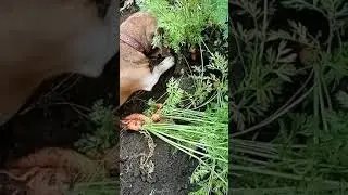 такса помогает копать 🥕