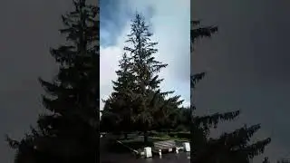 Мишка косолапый по лесу идёт шишки собирает песенки поёт
