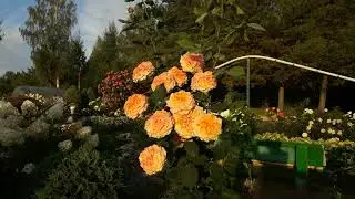✿➽До свидания, лето!  🌺🌿август, сезон 2021 🌺🌿
