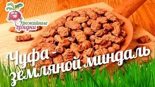 Чуфа - земляной миндаль в Сибири 