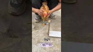 Steps To Train Your Chickens To Be Smart  In 3 Days #tricks #training #interesting