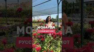 ДАРИМ ГАЙД ПО УХОДУ ЗА ТУЯМИ НА ГОД👉в описании канала #сад #садовыйцентр #дача #усадьба #длядачи