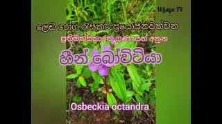 heen bovitiya - හීන්⁣ බෝවිටියා
