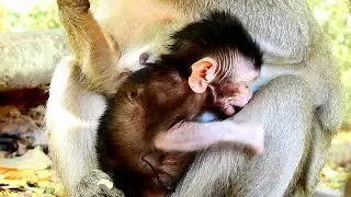 A little baby monkey sad face no milk | Why baby out milk like this.