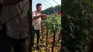 To Develop Strong Roots No Keeping First-grown Rose Buds 