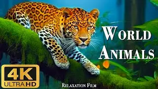 Animal world (4k Ultra HD) - a relaxing landscape film with cinematic music