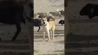 Аборигены