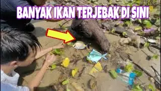 MENCARI IKAN IKAN Di PINGGIR PANTAI 