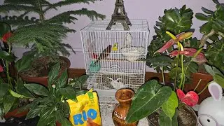 Красный дерева канарейка игкибозлари учун 2- кисм