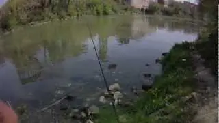 Lucioperca Zander.mov