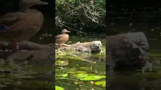 Кряквы и очень красивая съёмка