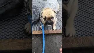 Стоять, лежать, Эйсик