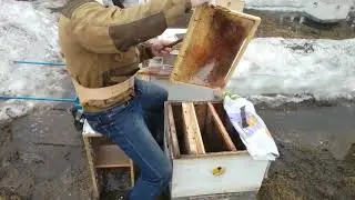 Весенняя ревизия слабых семей. 04.04.2022 г.  Кыштовка