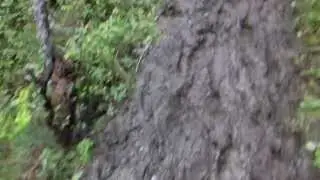 Гряземесы