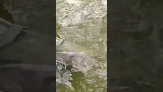 Рыбу всегда приятно отпускать #shorts #carpfishing #shortsyoutube #природа