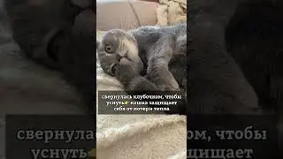 Странные кошачьи привычки!