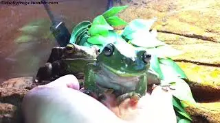This Hand-Taxi is for VOIGT!