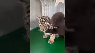 милота