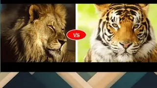 АФРИКАНСКИЙ ЛЕВ ПРОТИВ БЕНГАЛЬСКОГО ТИГРА!!!!!