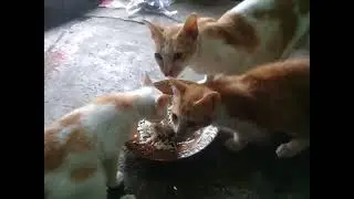 Makan Siang Bersama