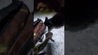 Колбасный чёрный кошак