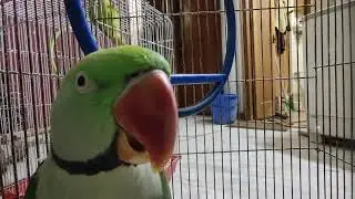 Rio kon h ?