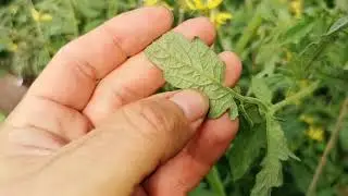 Как поливать ТОМАТЫ!