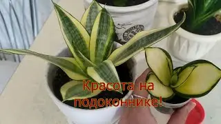 Коллекция сансевиерий май 23г