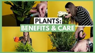 Plants: Benefits & Care! | VIX HACKS