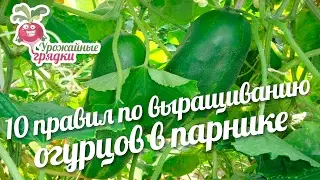 10 правил по выращиванию огурцов в парнике 