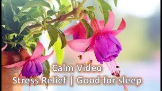 Relaxing Music |   Beautiful Visuals| Stress Relief   ABC TV